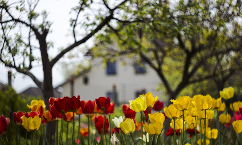 Join us at The Edison Tulip Walk! Sat/Sun April 24 & 25