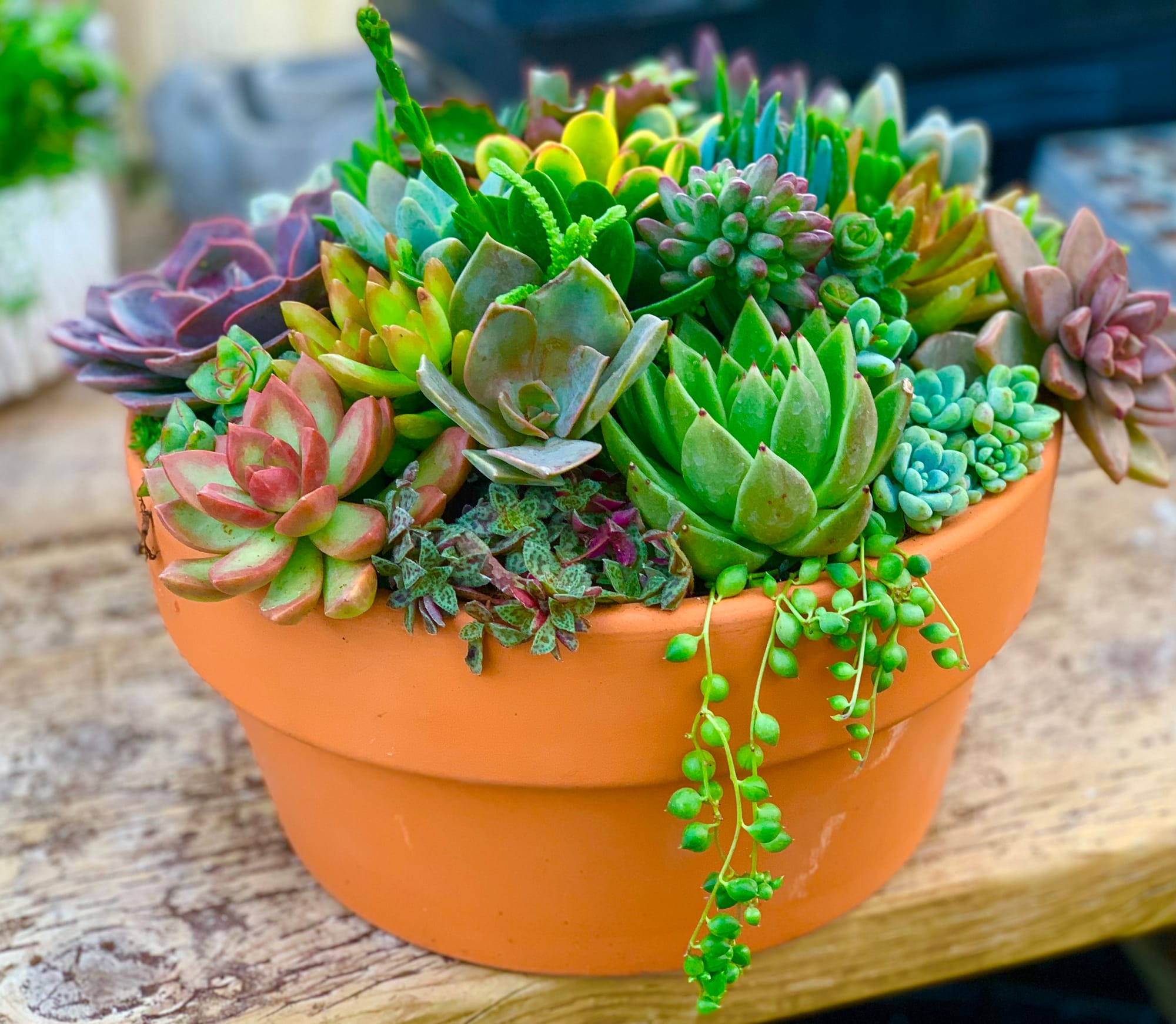 SUCCULENT BOWL CLASS - kits to either plant at home or book a private in-store class (or you can buy them pre-planted) 21 cm diameter - $65