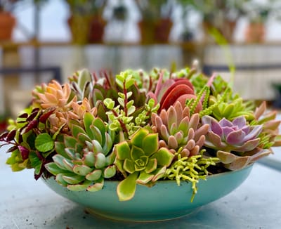 Succulent  Care Throughout the Seasons image