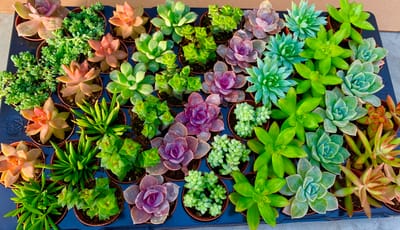 Wedding Favours image