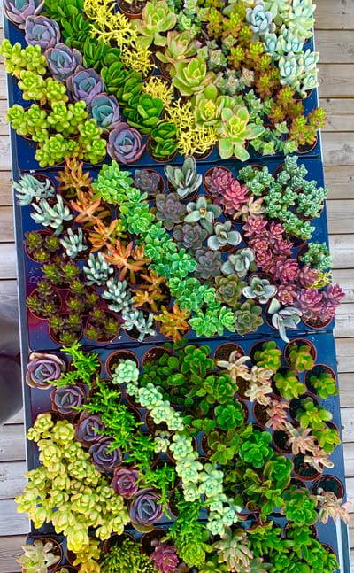 Wedding Favours image