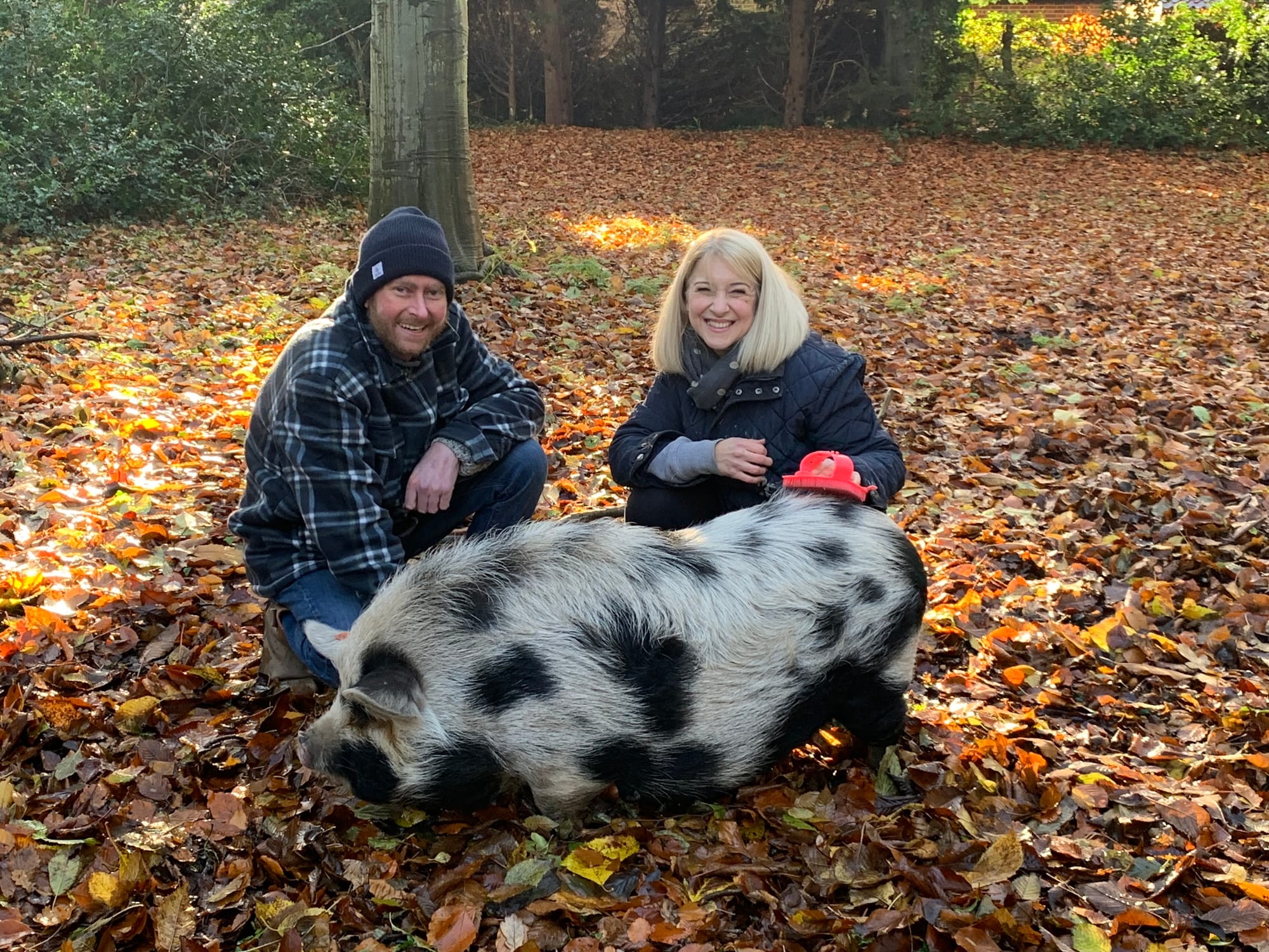 Piggies love to be groomed