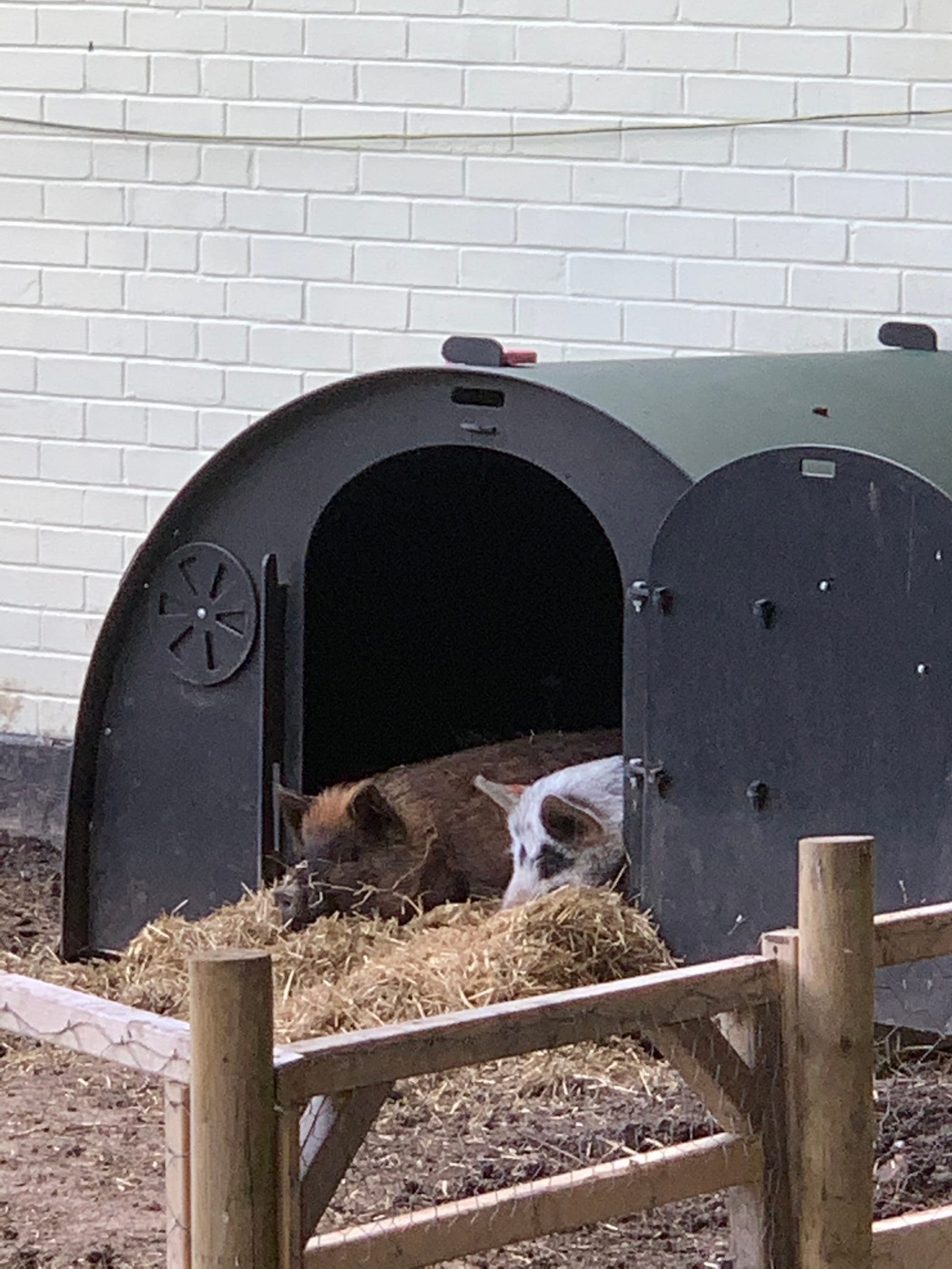 Pigs in blankets, staying warm!