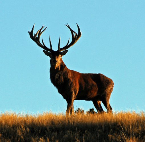 Perfect location For Wild Life Photography