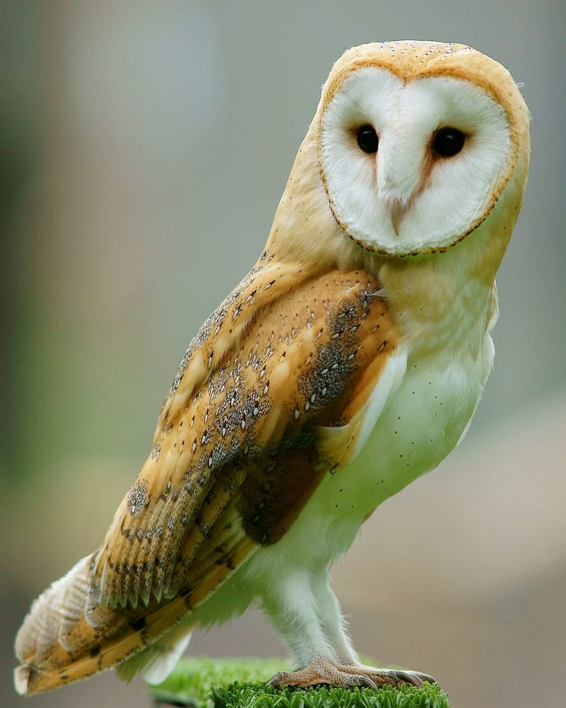 A Haven For Wildlife