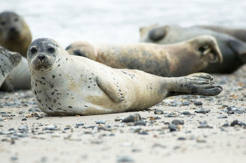 Norfolks Waxham Coast Line And Seals