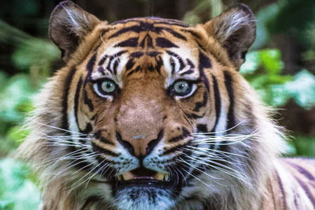 Norfolk Zoos