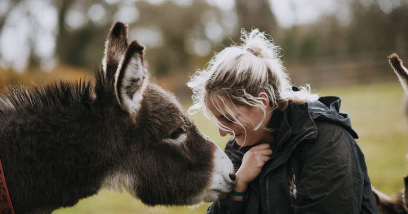 Adorable Donkey Experience