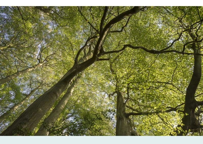 Tree Bathing & Mindfulness