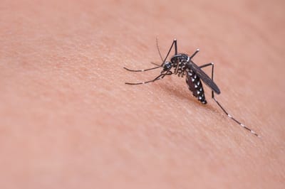 10 Facinating Facts About Mosquitos
