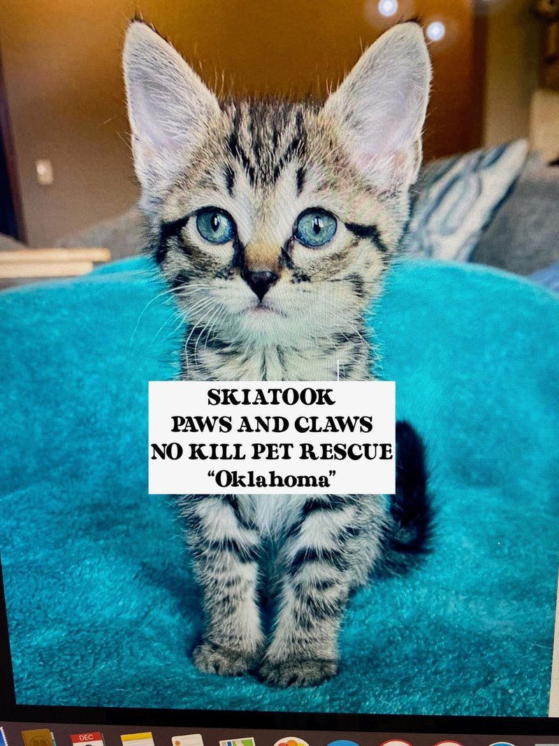 $75 SKIATOOK *NOKILL* ANIMAL SHELTER / OKLAHOMA