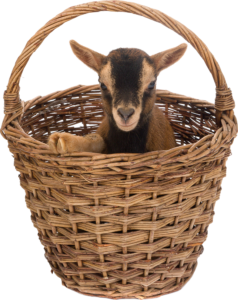 $215 WORLD VISION EVERY DOLLAR COUNTS