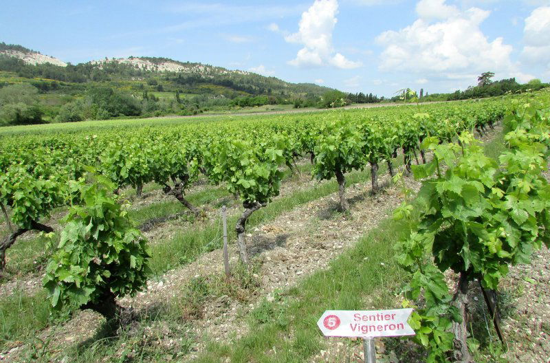 La VIGNE