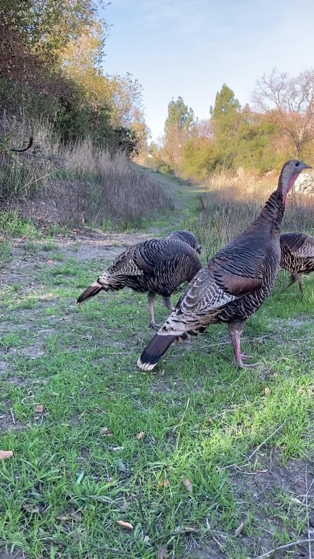 sitting in peace with the winged ones