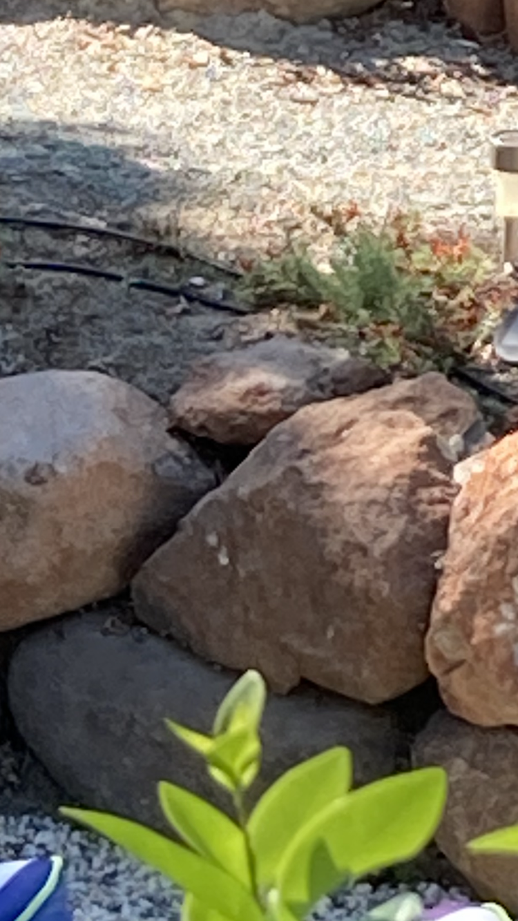 Tirakunas poderosas. Dolphin, Amarú, bear & big cat....all within the stones watching over me. Blessed!