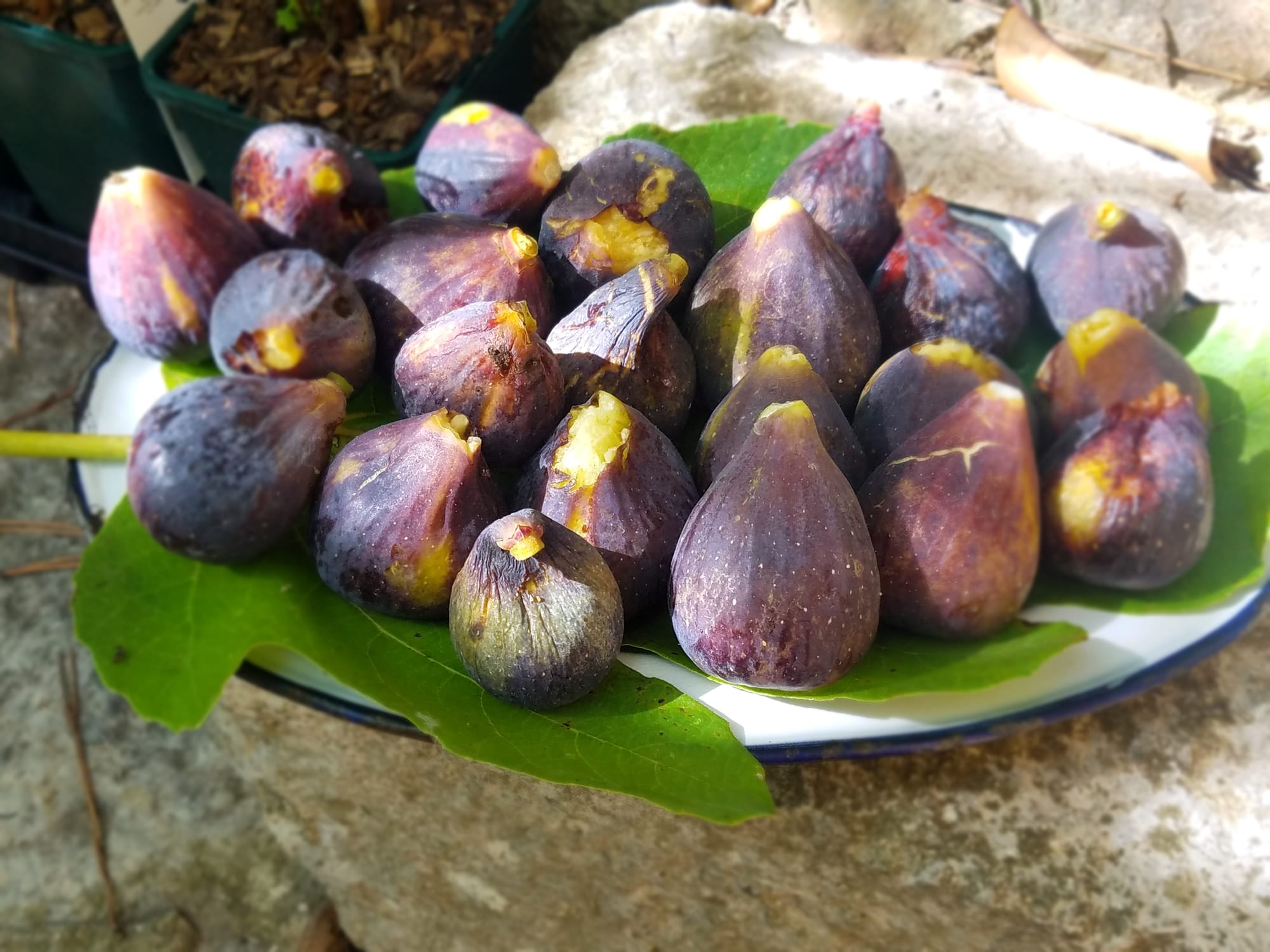 Les figues variété "bellone" (a l'èr de bono meno - c'est de la bonne qualité)