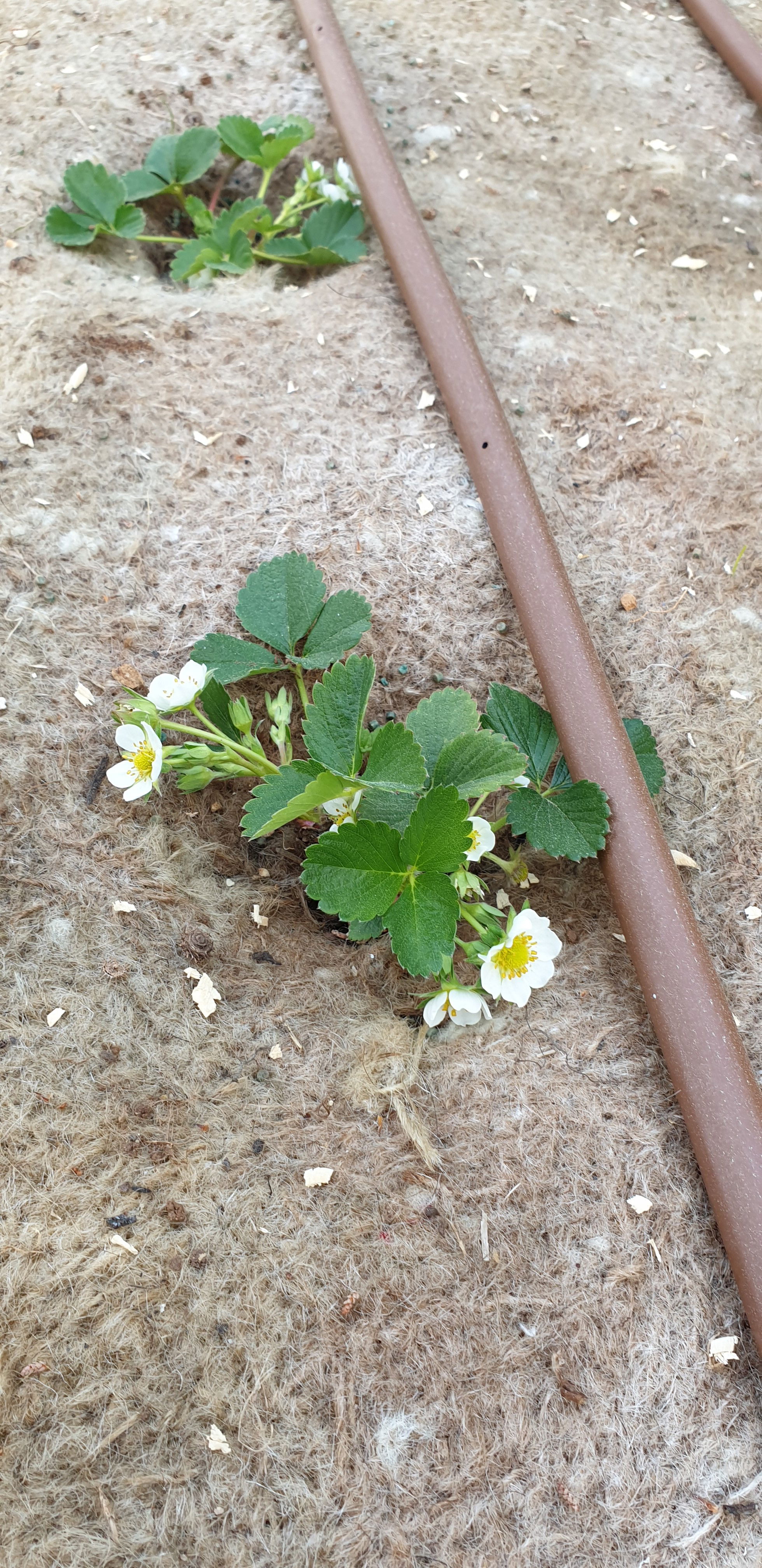 Fraisier Mara des bois en fleurs (19/03/2019)