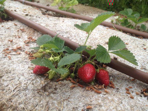 Les fraises sont là pour Pâques (2019).