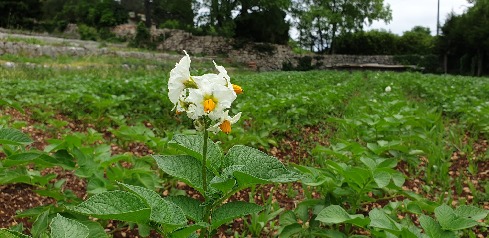 Pommes de terre - Avril 2019