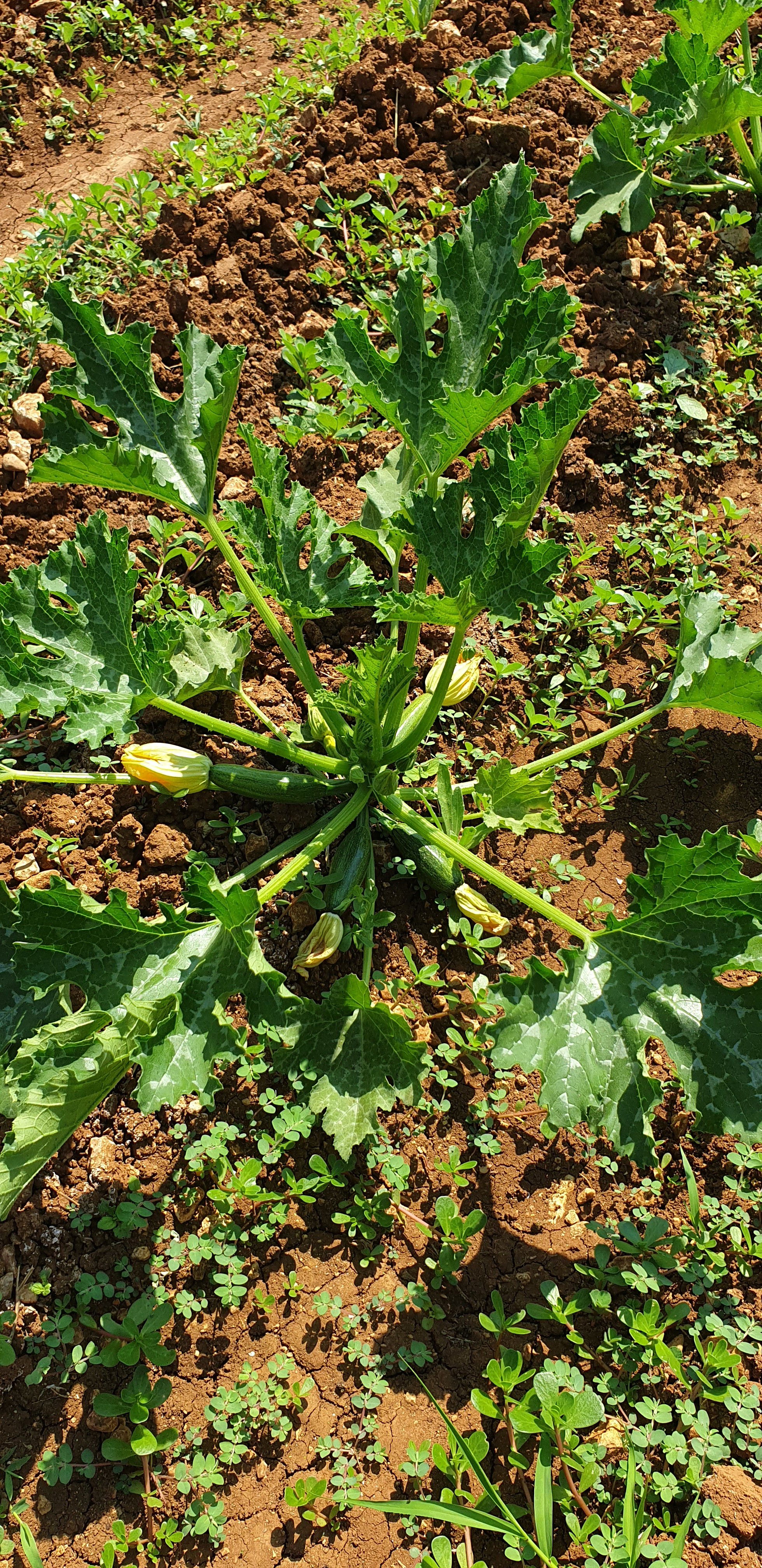 Les courgettes longues (juin 2019)