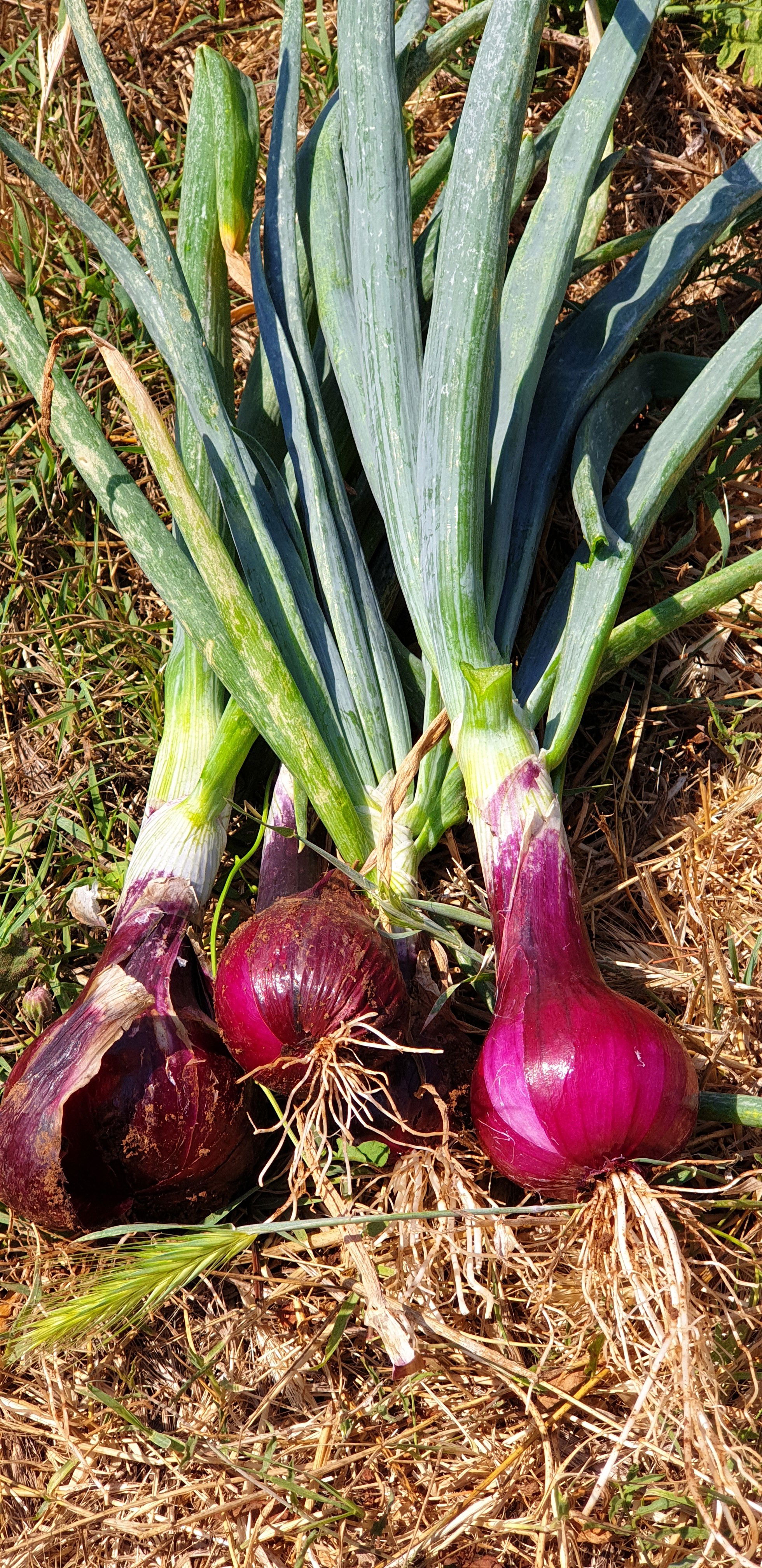 Oignons rouges