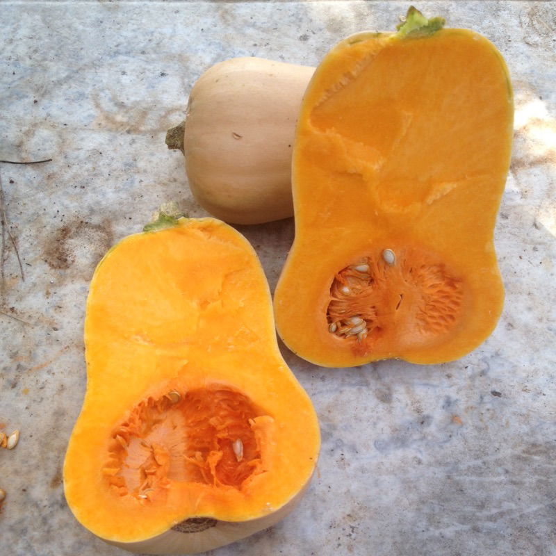 Courge Butternut - D'une superbe densité - Octobre 2019