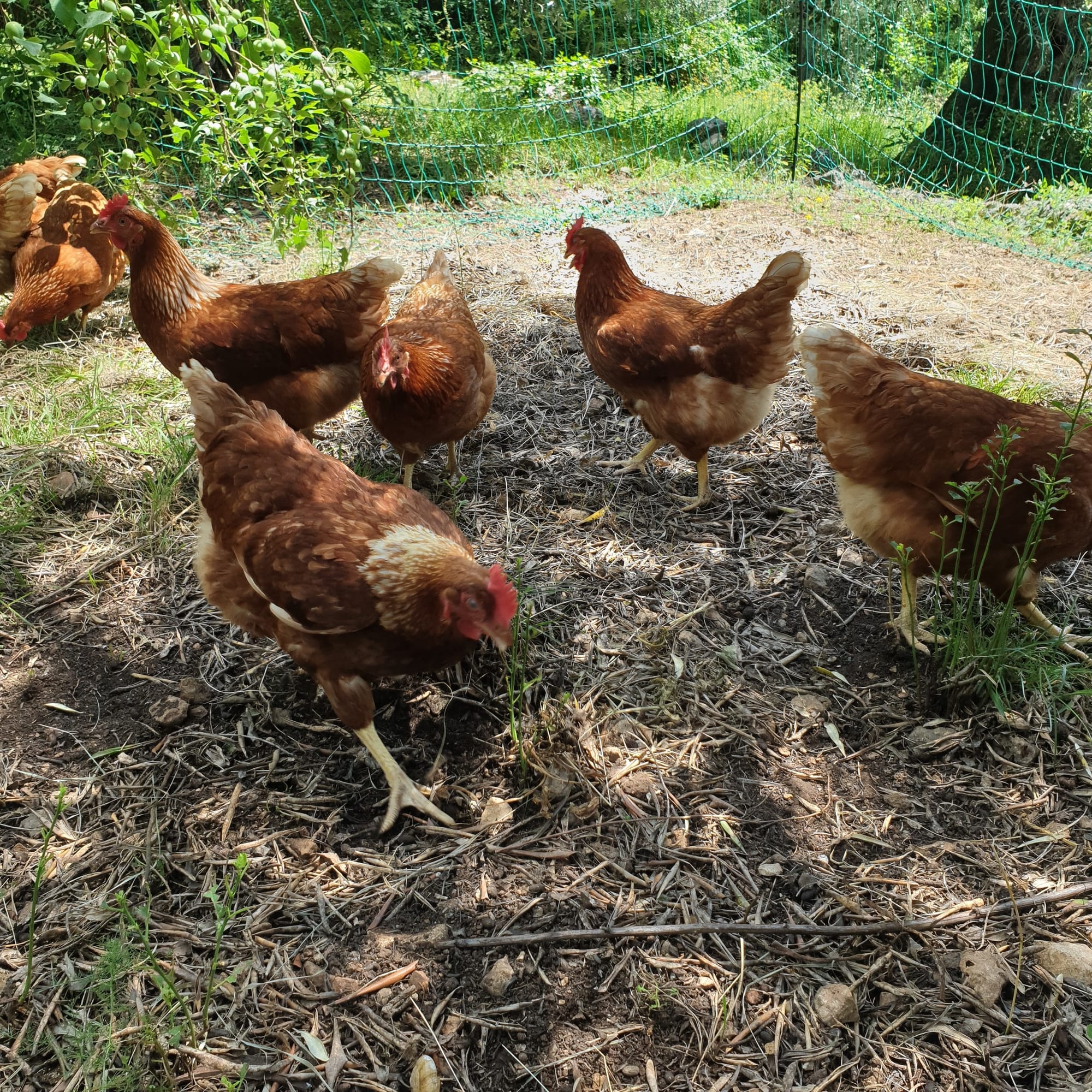 Les charmantes pondeuses