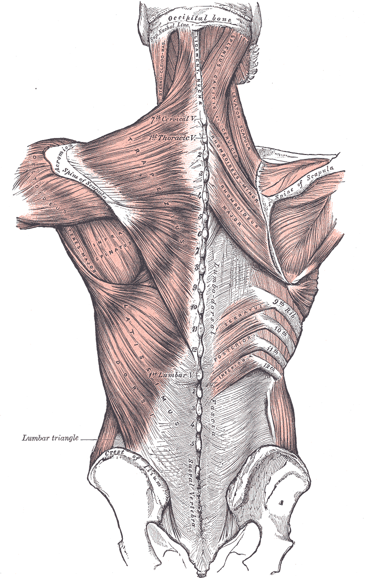 NMT targets the right muscles