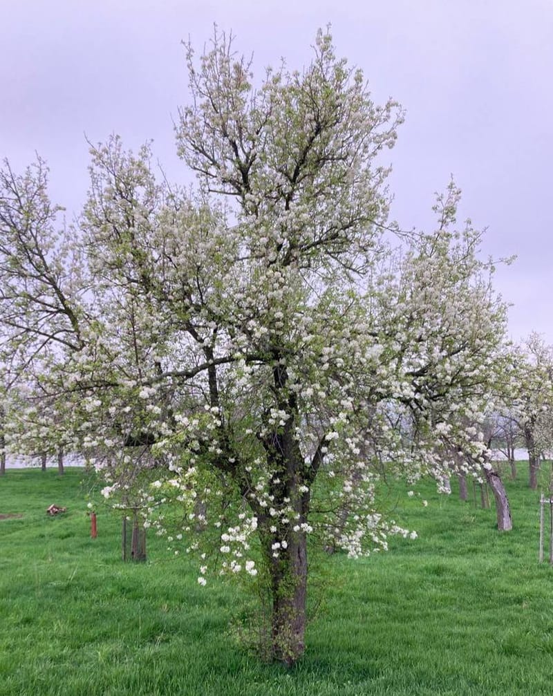 Frühlingsgedanken in 23