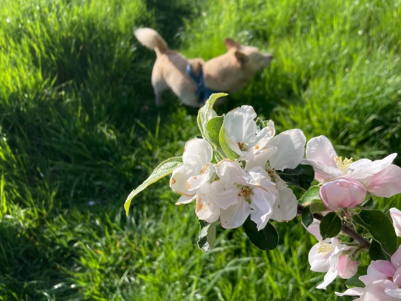 Gedankenstrom im Mai