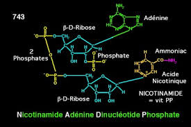 BIOCHIMIE STRUCTURALE