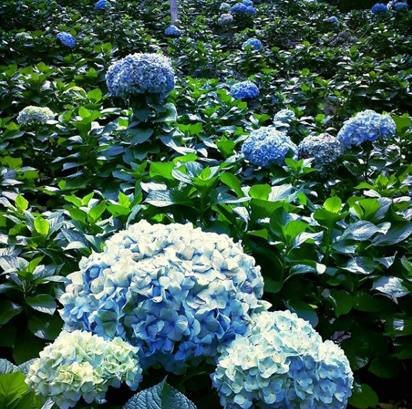 Hortensias Blue