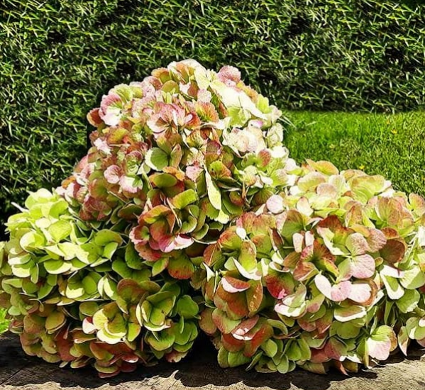 Hortensia Kiwi