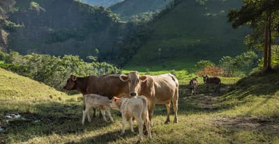 Why You Should Eat Grass Fed Beef