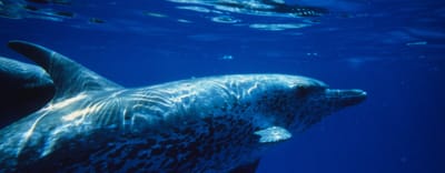 "Biomagnificación de Mercurio en la cadena trófica del Delfín Moteado del Atlántico"