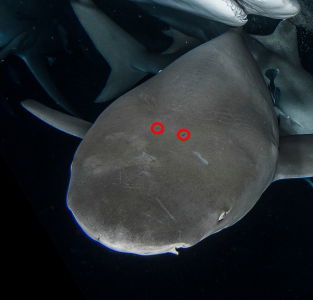 L&#039;Ouïe Des Requins image