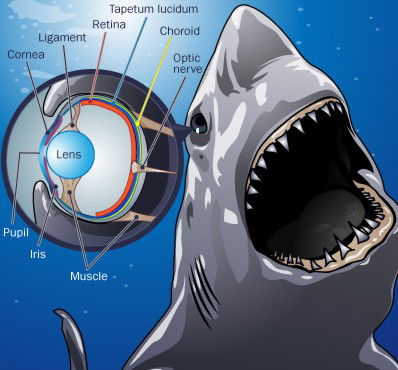 La Vue Des Requins image