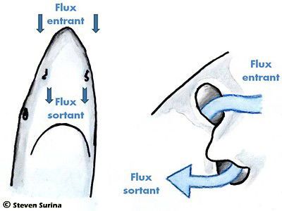L&#039;Odorat Des Requins image