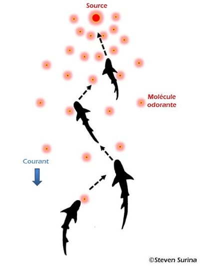 L&#039;Odorat Des Requins image
