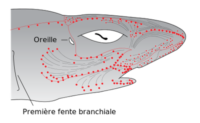 Le &quot;Sixieme sens&quot; Des Requins image