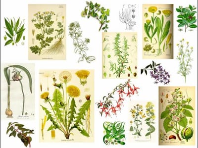 ¿QUÈ SON LAS PLANTAS MEDICINALES?