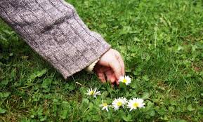 RECOMENDACIONES SOBRE EL USO DE PLANTAS EN LOS NIÑOS