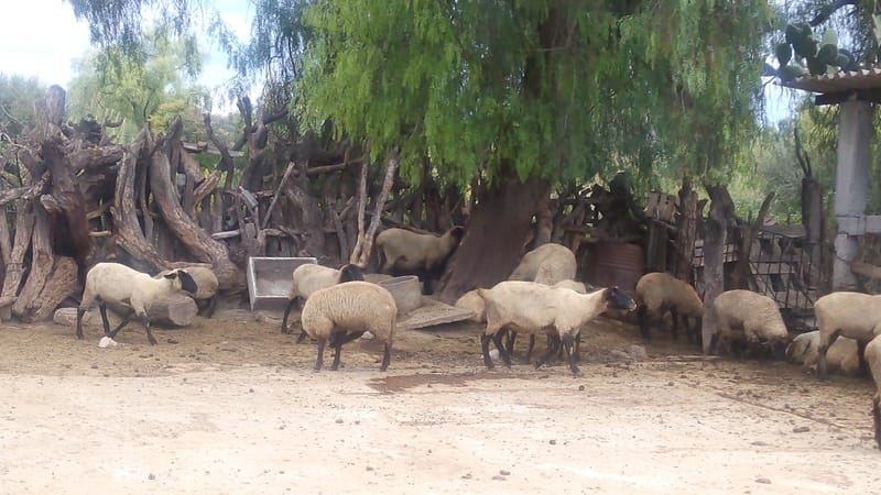 Cómo las trasnacionales hacen negocio matando a 70 mil millones de animales al año