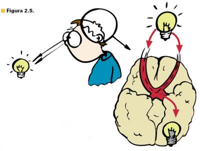 Sensación, percepción y atención image