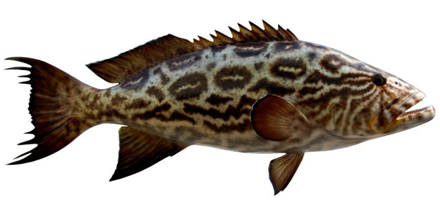 Broomtail Grouper