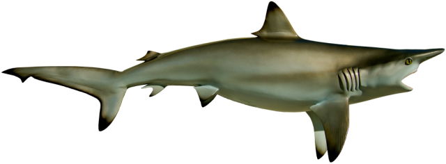 Black Tip Shark