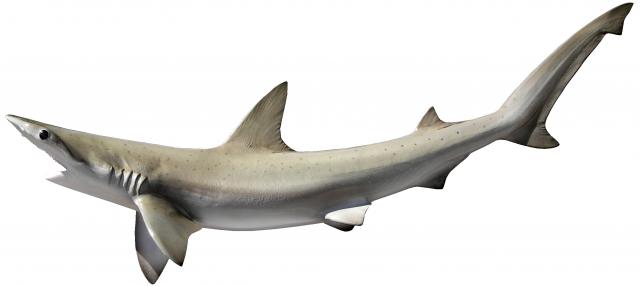 Bonnethead Shark