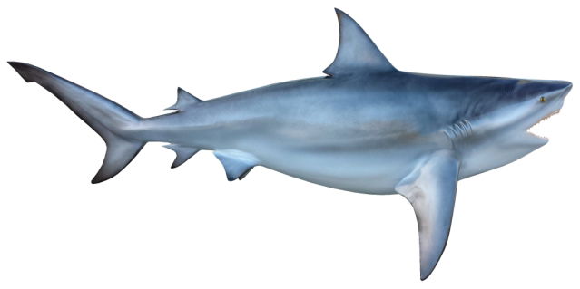 Bull Shark