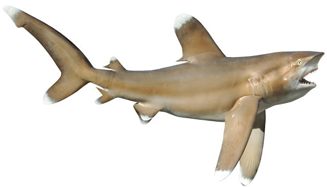 Oceanic White Tip