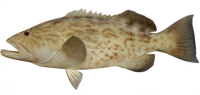 Gag Grouper